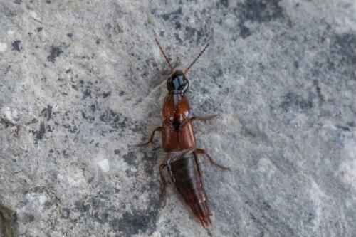 Quedius nigriceps